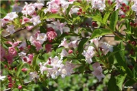 2ffbaab8-IMG_7053 weigela.jpg